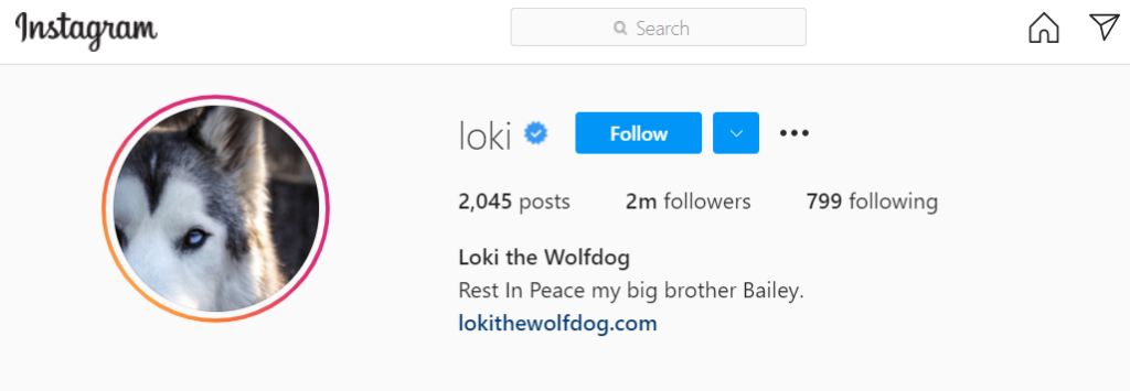 wolfdog Instagram influencer